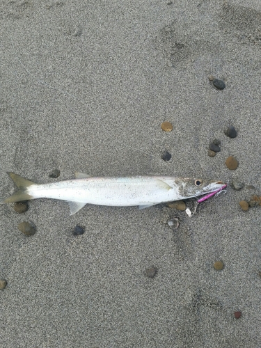 カマスの釣果