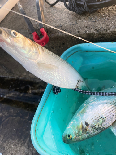 コノシロの釣果