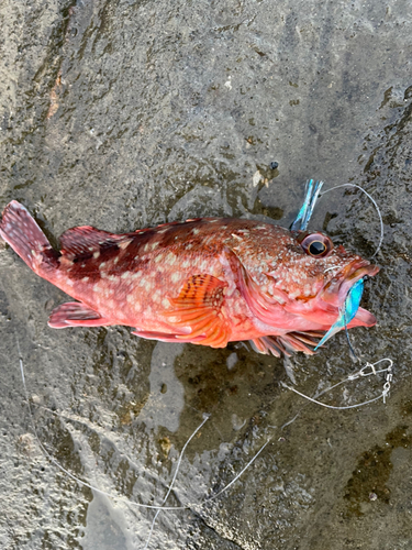 カサゴの釣果