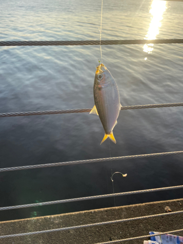 サッパの釣果