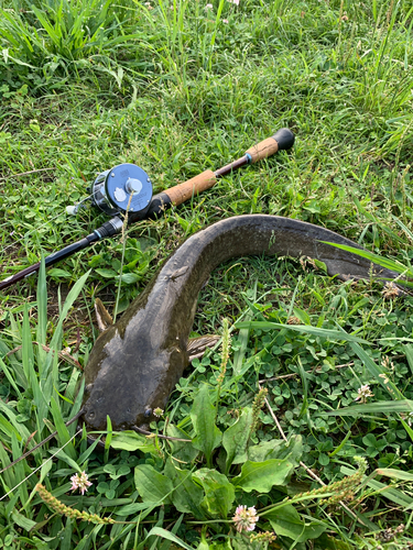 ナマズの釣果