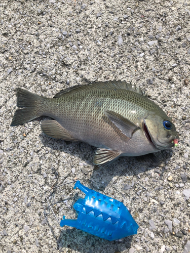 メジナの釣果