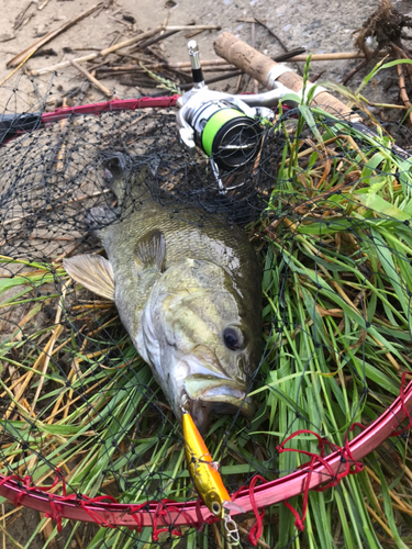 ブラックバスの釣果