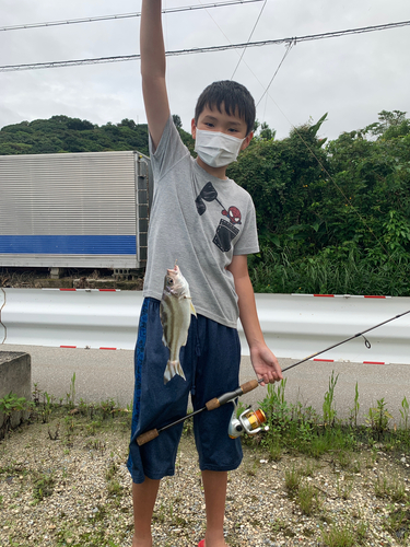 コトヒキの釣果