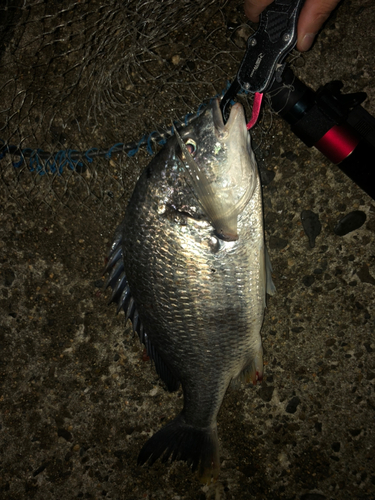 キビレの釣果