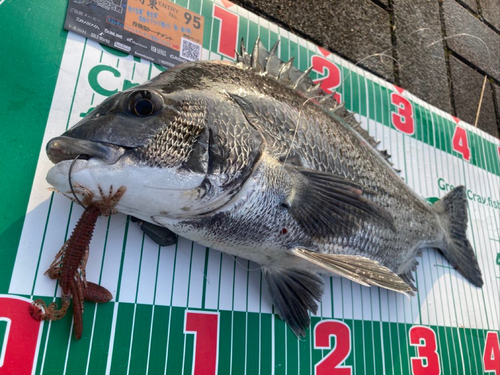 チヌの釣果