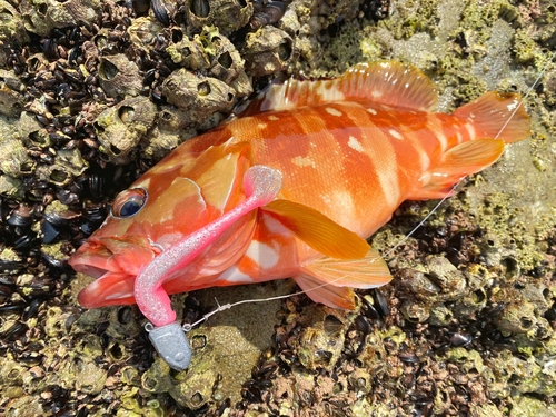 アカハタの釣果