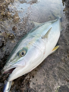 ワラサの釣果