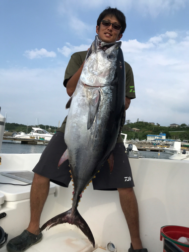 クロマグロの釣果