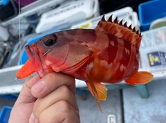 アカハタの釣果