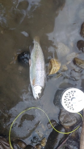 ニジマスの釣果