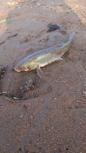 ウグイの釣果