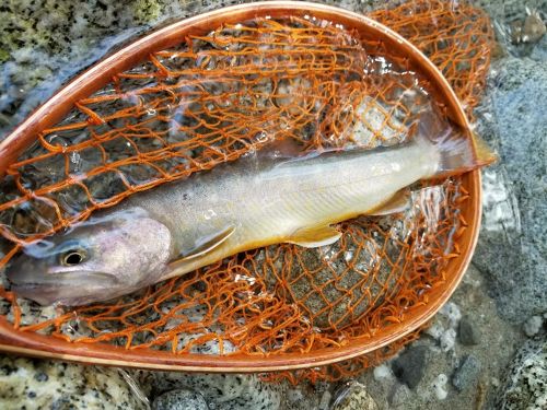 イワナの釣果