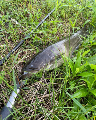 マナマズの釣果