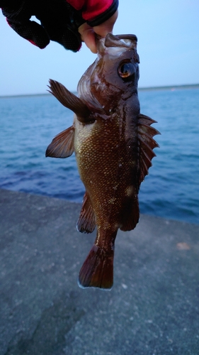 エゾメバルの釣果