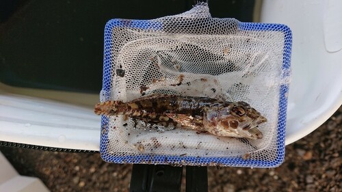 アサヒアナハゼの釣果