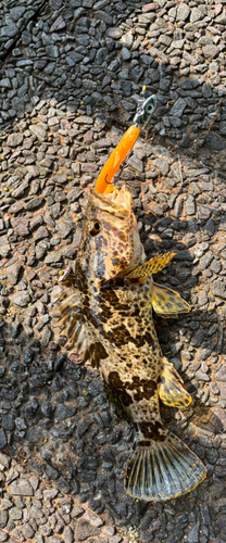 タケノコメバルの釣果