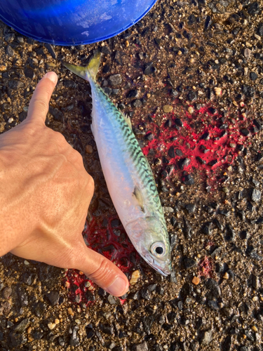 サバの釣果