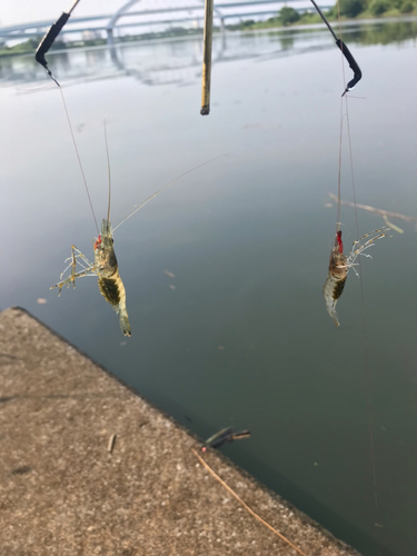 テナガエビの釣果