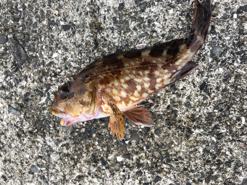 カサゴの釣果