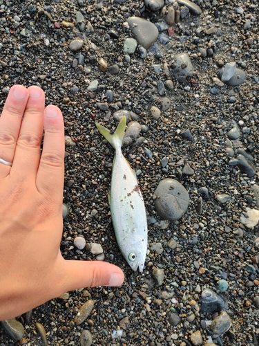 ワカナゴの釣果