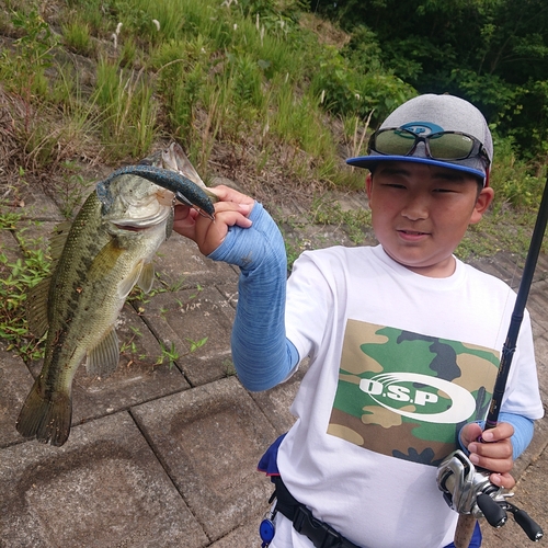 ブラックバスの釣果