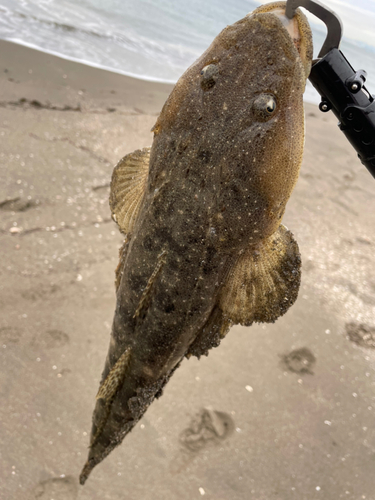 マゴチの釣果