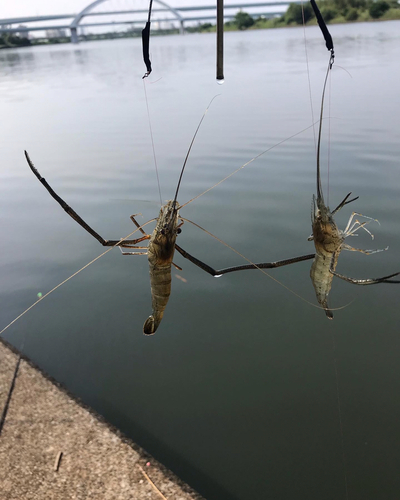 テナガエビの釣果