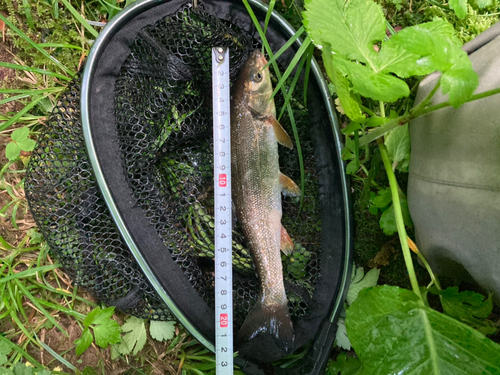 ウグイの釣果