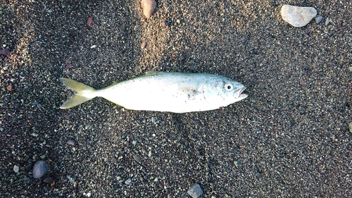 ワカシの釣果