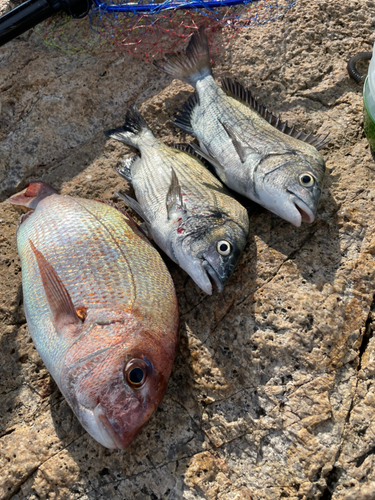 マダイの釣果