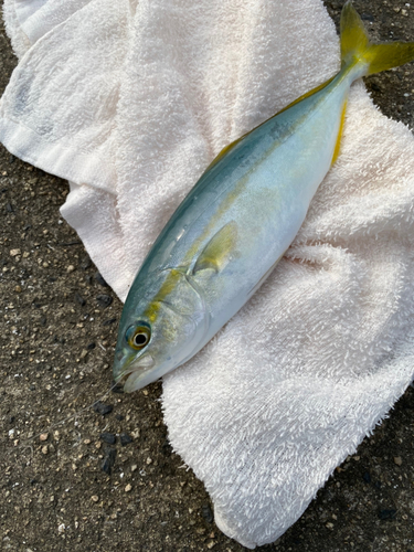 ツバスの釣果