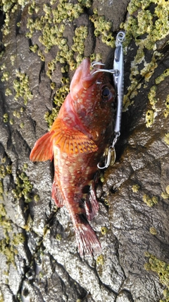 釣果