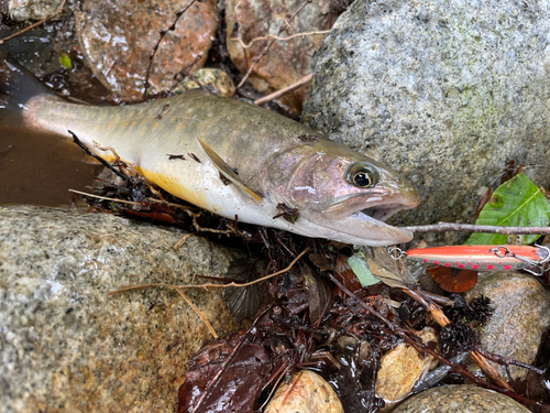 イワナの釣果