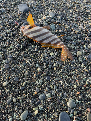 タカノハダイの釣果