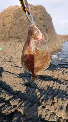 カレイの釣果