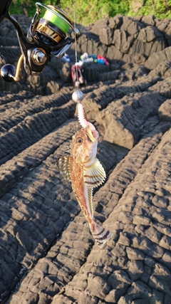 カジカの釣果