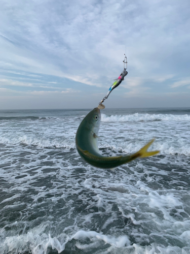 ワカシの釣果