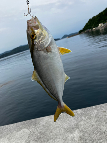 ネイリの釣果