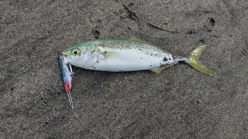 ワカシの釣果