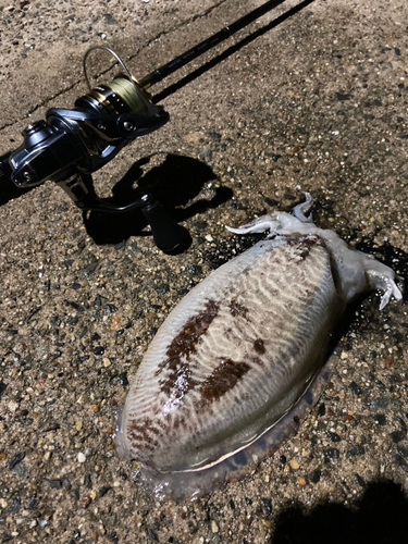 コウイカの釣果