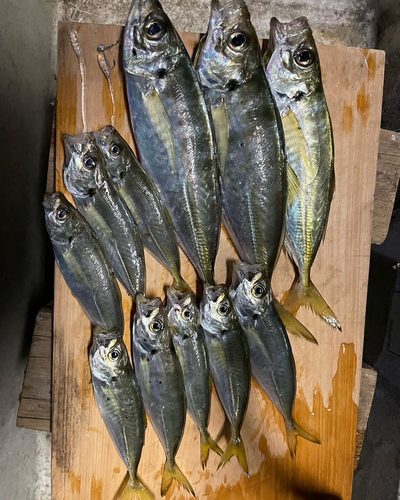 アジの釣果