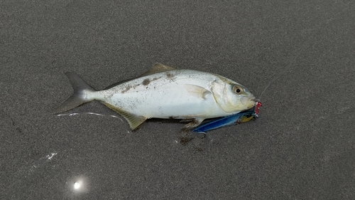 ショゴの釣果