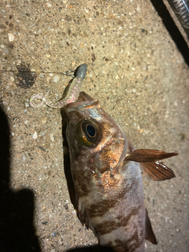 メバルの釣果