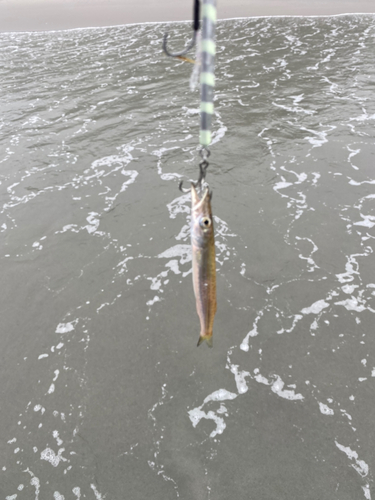 カマスの釣果