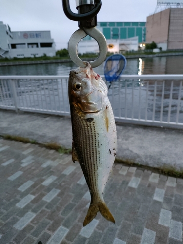 コノシロの釣果