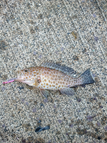 オオモンハタの釣果