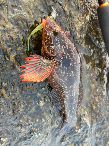 クジメの釣果