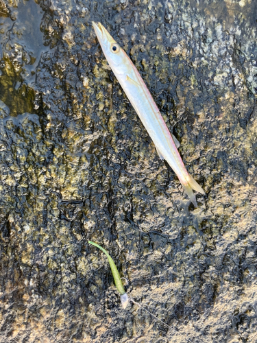 カマスの釣果