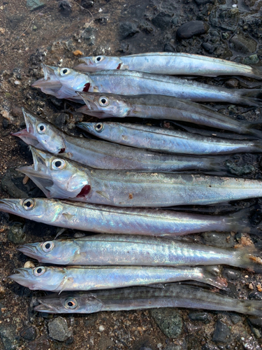 カマスの釣果